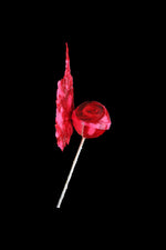 LOLLIROSE